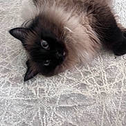 Kiwi Bird joined the competition — help win amazing prizes! cat, fluffy, lying_down, carpet, indoor, pet, cute, feline, dark_face, bright_eyes, soft_fur, relaxed, domestic_animal, whiskers, ears, close_up, animal, resting, curious, tilted_head