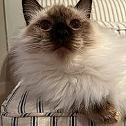 Sizzles is registered to the contest to win money with this photo: cat, fluffy, blue_eyes, striped_cushion, indoor, close_up, pet, feline, whiskers, curious, relaxed, soft_fur, domestic_animal, brown_markings, white_fur, ears, portrait, animal, resting, household