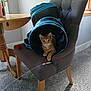 cat, orange_tabby, chair, cat_tunnel, indoor, carpet, table, window, flower_vase, toy, pet, curious, looking, furniture, home, cozy, playful, domestic, animal, resting