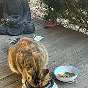 Mommy joined the competition — help win amazing prizes! animal, buddha_statue, cat, ceramic_bowl, close_up, eating, feline, food_bowl, fur, head_down, kibble, leaves, outdoor, pet, porch, shrub, sitting, statue, tabby, wooden_deck