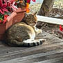 Mommy is registered to the contest to win money with this photo: animal, cat, closeup, flowers, fur, garden, loaf, outdoor, paws, pet, planter, porch, potted_plants, relaxed, sunlit, tabby, tail, tree, whiskers, wooden_deck