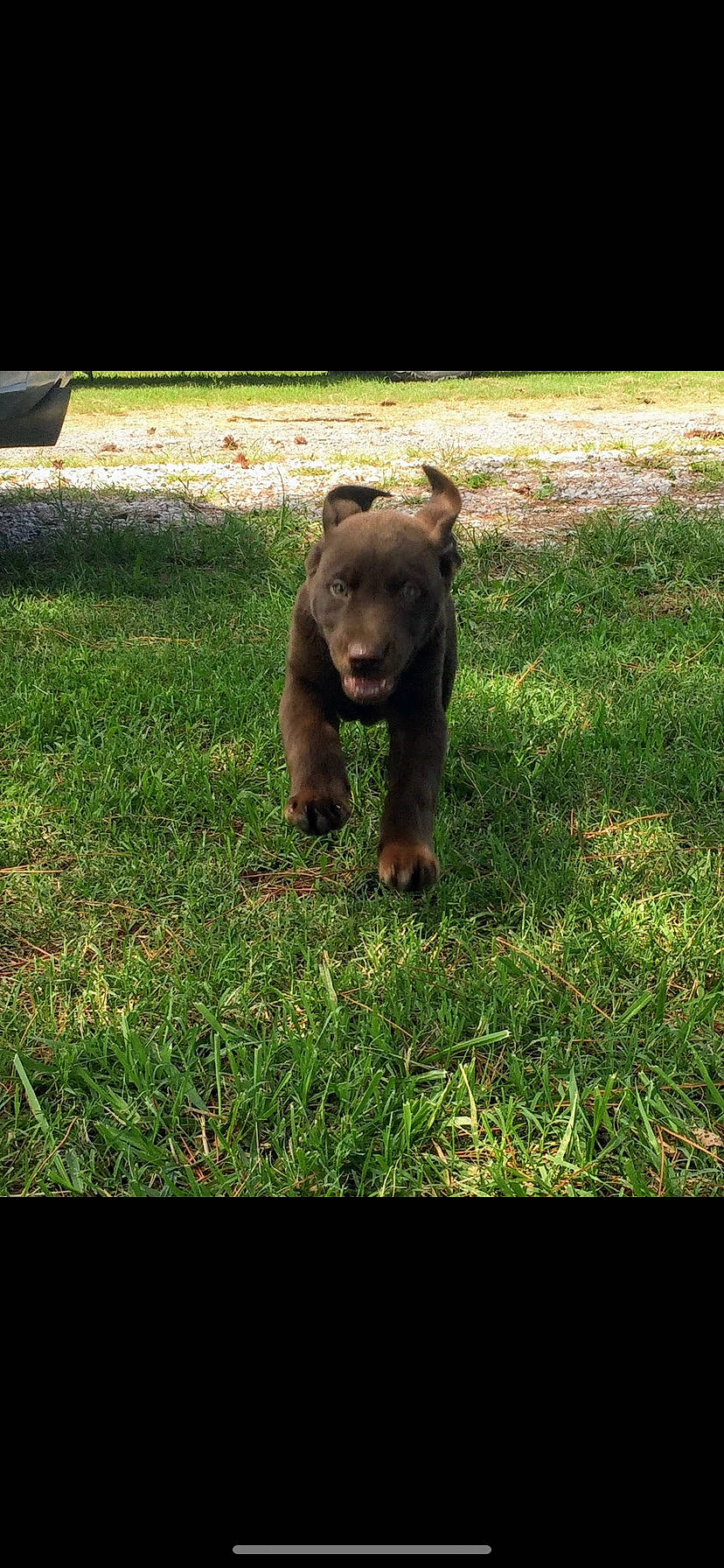 Copenhagen joined the competition — help win amazing prizes! adaptation, bear, brown_bear, canidae, carnivore, dog_breed, grass, grizzly_bear, mammal, plant, puppy, snout, sporting_group, terrestrial_animal, vertebrate, wildlife