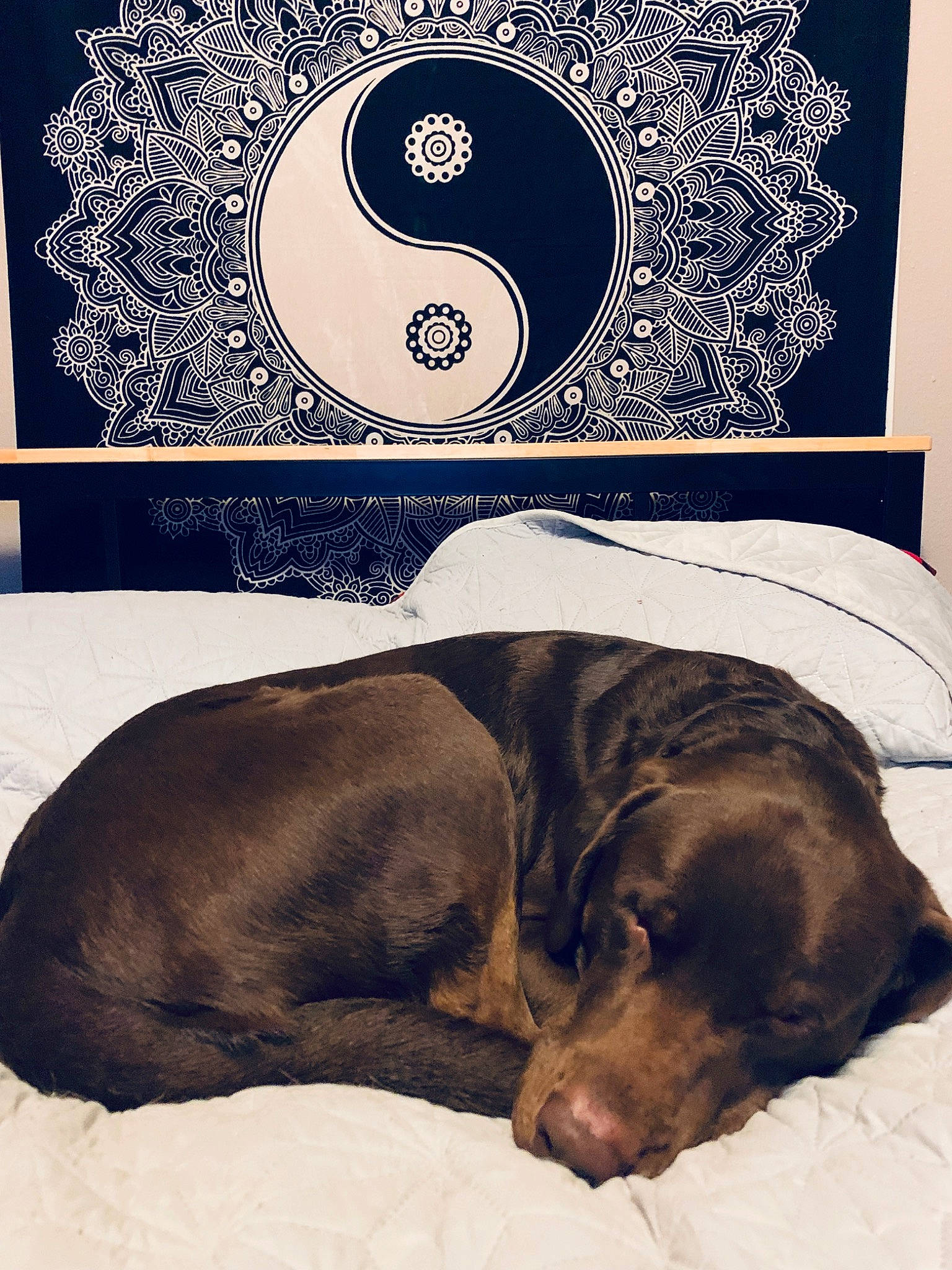 Copenhagen is registered to the contest to win money with this photo: canidae, carnivore, companion_dog, dog, dog_breed, labrador_retriever, retriever, room, snout, sporting_group