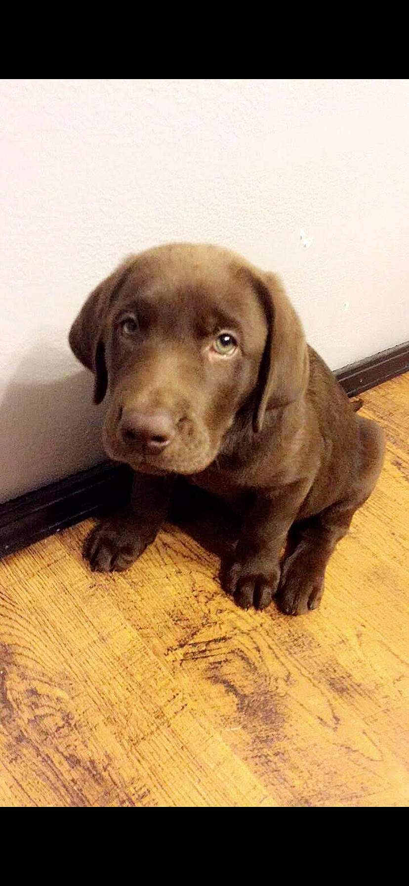 Copenhagen is registered to the contest to win money with this photo: beagador, canidae, carnivore, chesapeake_bay_retriever, dog, dog_breed, fawn, gun_dog, labrador_retriever, liver, mammal, nose, pointing_breed, puppy, retriever, snout, sporting_group, vertebrate