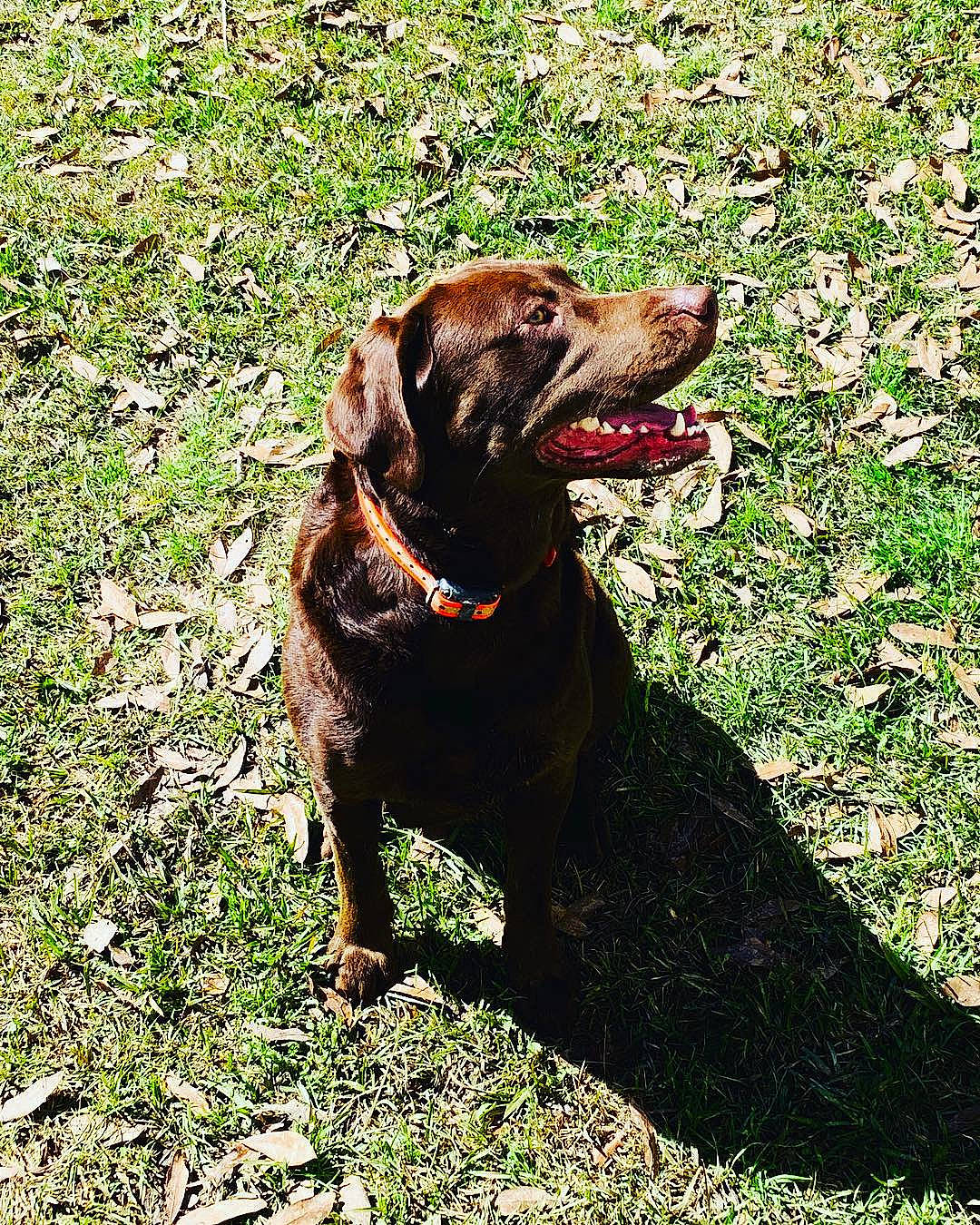 Copenhagen joined the competition — help win amazing prizes! canidae, carnivore, dog, dog_breed, hound, hunting_dog, labrador_retriever, mammal, sporting_group, vertebrate