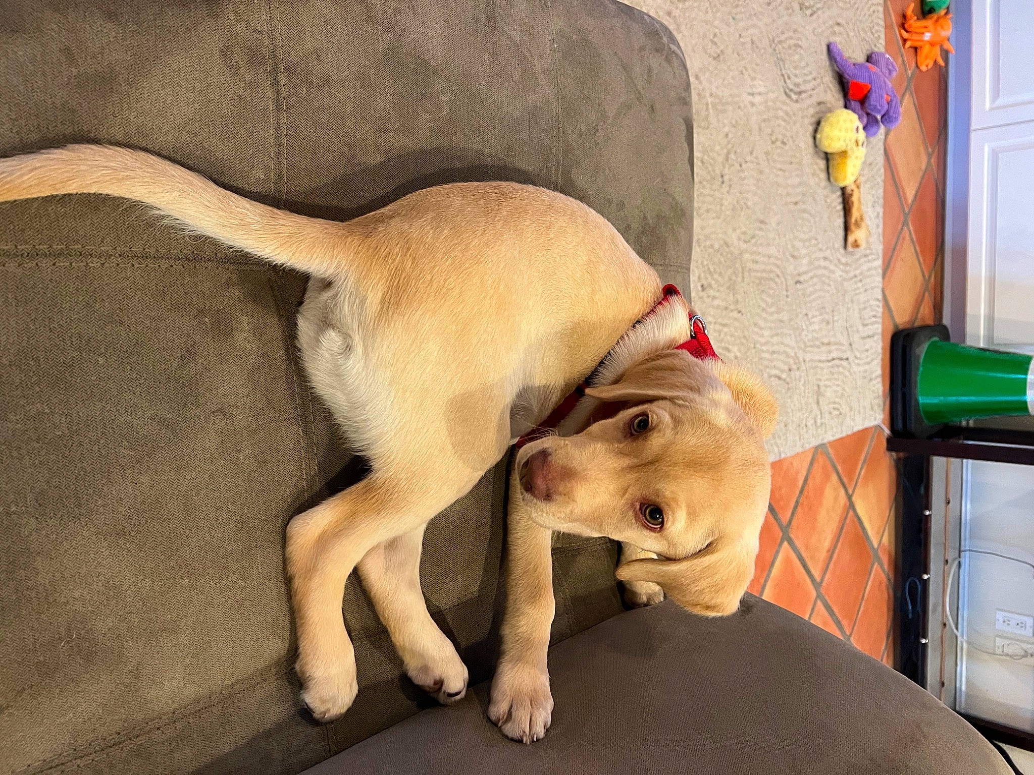 Buddy joined the competition — help win amazing prizes! canidae, carnivore, comfort, companion_dog, dog, dog_breed, dog_supply, fawn, flooring, fur, guard_dog, kitchen_appliance, leash, paw, pet_supply, sporting_group, tail, terrestrial_animal, toy_dog, working_animal