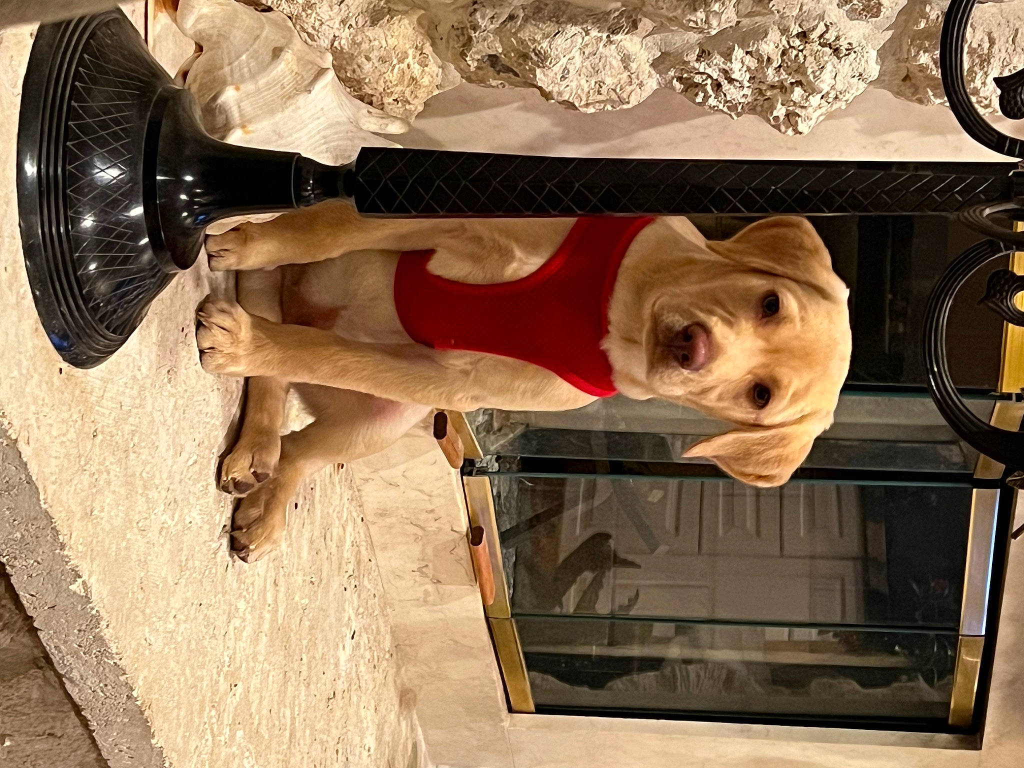 Buddy joined the competition — help win amazing prizes! art, auto_part, automotive_tire, automotive_wheel_system, carnivore, dog, hat, human_leg, machine, metal, rim, thigh, visual_arts, wood