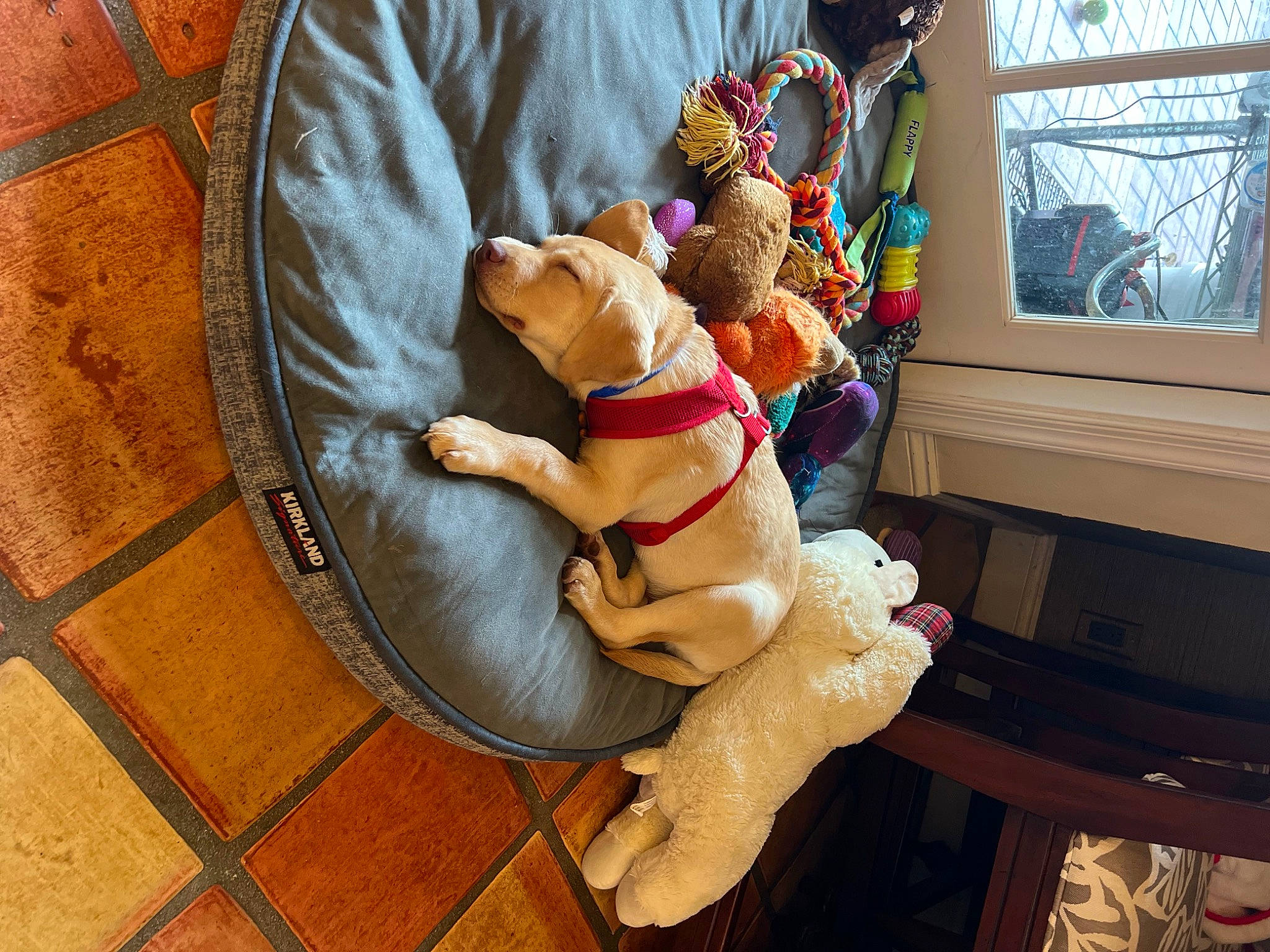 Buddy joined the competition — help win amazing prizes! canidae, carnivore, christmas, companion_dog, dog, dog_breed, dog_clothes, dog_supply, event, fawn, flooring, holiday, plush, room, sporting_group, stuffed_toy, toy, window, wood, working_animal