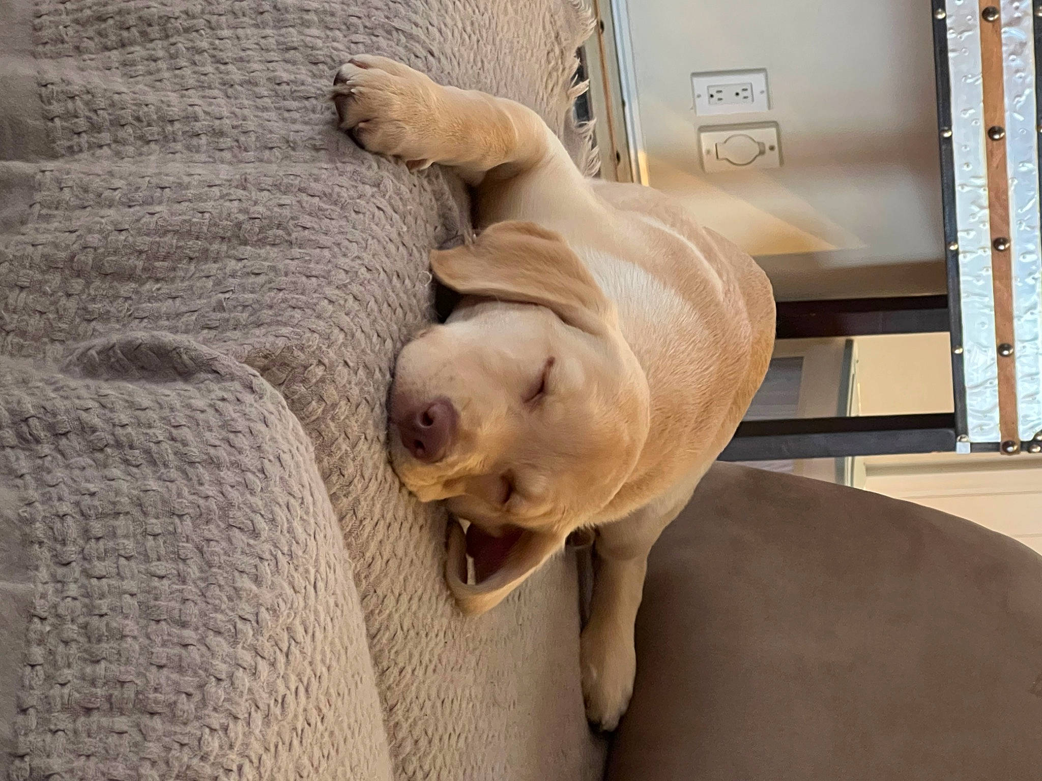 Buddy joined the competition — help win amazing prizes! ancient_dog_breeds, art, canidae, carnivore, comfort, companion_dog, dog, dog_breed, fawn, flooring, hardwood, non_sporting_group, sculpture, snout, sporting_group, terrestrial_animal, wood, working_animal, wrinkle