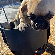 Fiesty joined the competition — help win amazing prizes! dog, puppy, pug, close_up, swing, playground, outdoor, sunlight, shadow, paw, black_swing, wood_chips, fence, snow, daylight, animal, pet, cute, young, leisure