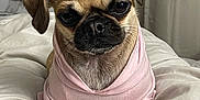 Fiesty is registered to the contest to win money with this photo: dog, small_dog, hoodie, pink_clothing, bed, comforter, indoor, pet, cute, animal, fur, pug_like, resting, front_paws, ears, face, expression, canine, cozy, domestic