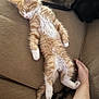Lucky joined the competition — help win amazing prizes! kitten, cat, sleeping, couch, orange_cat, white_paws, fur, tail, relaxation, pet, indoor, feline, cozy, resting, animal, human_arm, brown_couch, curled_up_cat, soft_fur, domestic_animal