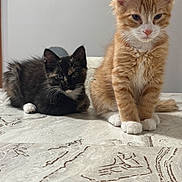 Lucky joined the competition — help win amazing prizes! kitten, cat, orange_cat, black_cat, pets, feline, sitting, floor, indoor, marble_floor, fur, whiskers, cute, young, domestic_animal, animal, two_cats, relaxed, companions, portrait