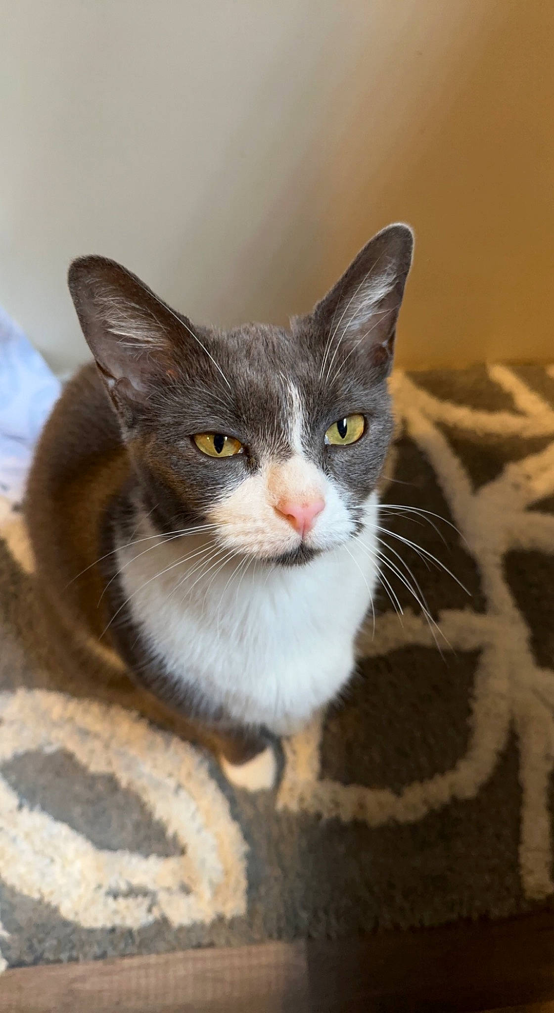 Stubby joined the competition — help win amazing prizes! box, carnivore, cat, domestic_short_haired_cat, felidae, fur, grey, paw, small_to_medium_sized_cats, snout, tail, whiskers, wood