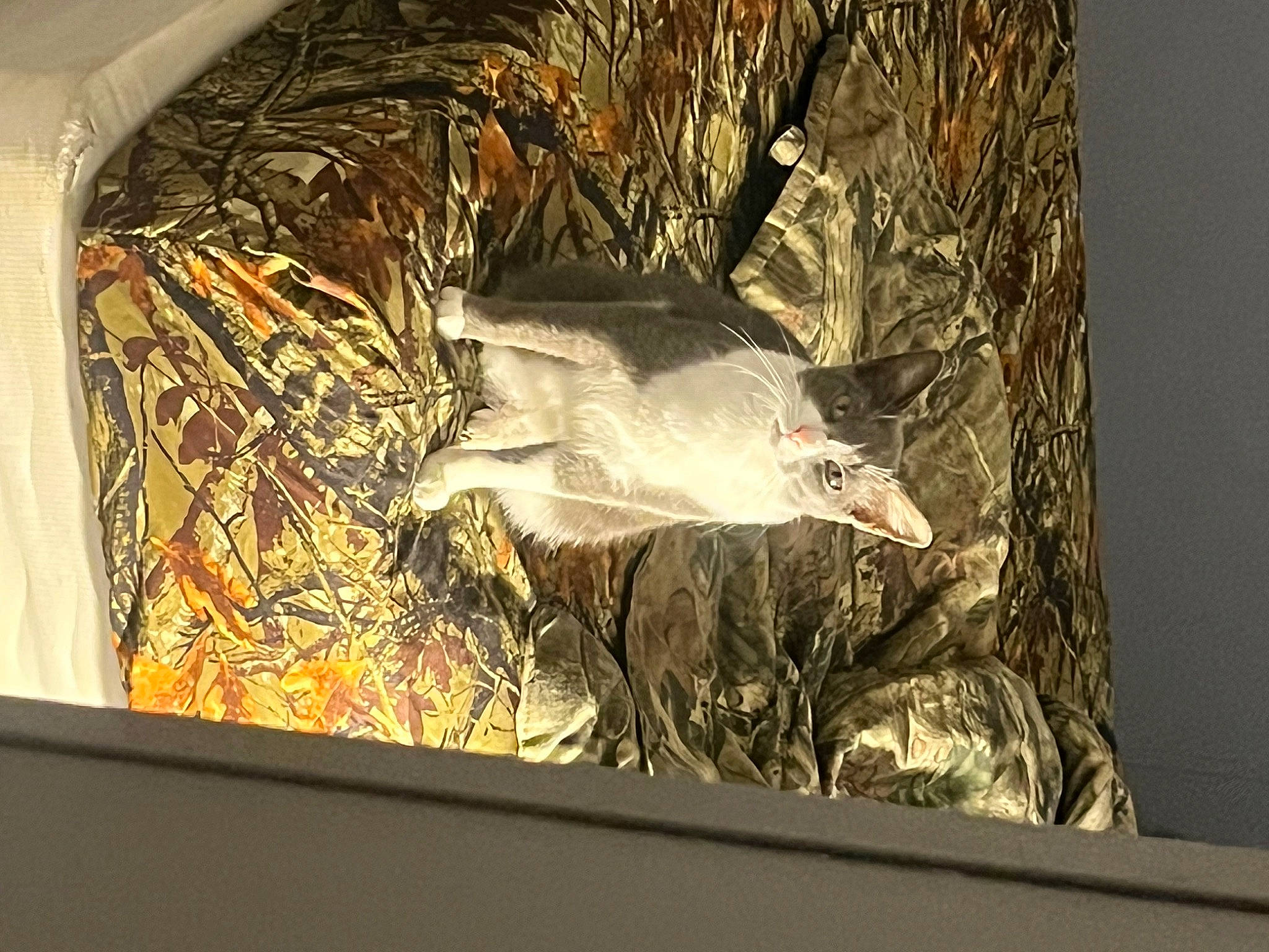 Stubby is registered to the contest to win money with this photo: art, beak, bird, carving, creative_arts, feather, fish, glass, heat, organism, picture_frame, plant, rectangle, room, still_life, still_life_photography, tail, twig, visual_arts, wood