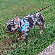Frank joined the competition — help win amazing prizes! animal, canine, companion, daytime, dog, french_bulldog, grass, grass_field, greenery, happy, harness, leash, merle_coat, outdoor, pet, playful, side_view, small_dog, tongue_out, walking