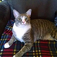 Jon is registered to the contest to win money with this photo: cat, tabby, white_paws, plaid_blanket, armchair, indoor, pet, feline, relaxed, resting, curious, green_eyes, striped, fur, whiskers, nose, ears, tail, comfort, cozy