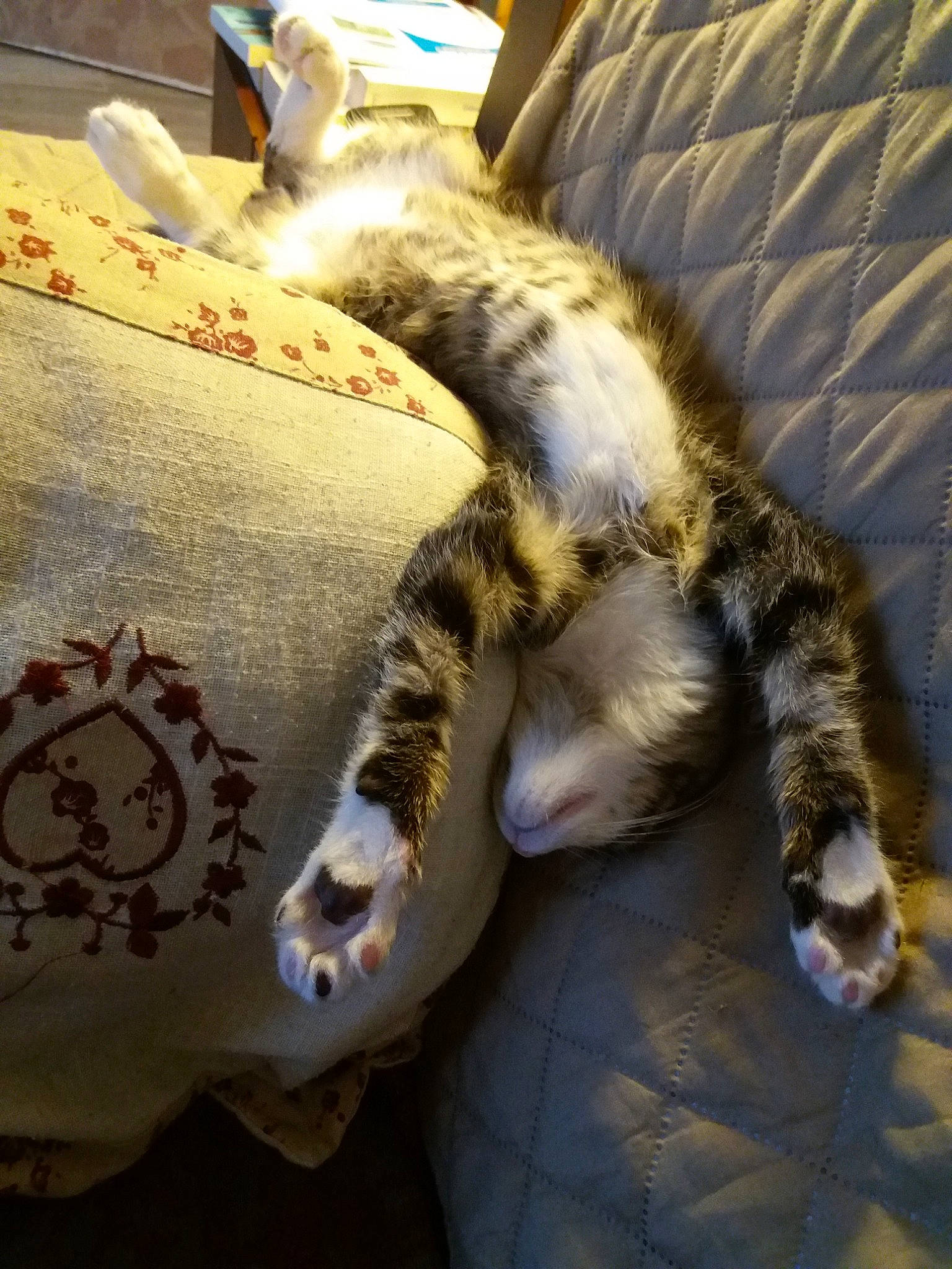 Corsu participe au concours pour gagner de l'argent avec cette photo : american_shorthair, asian, carnivore, cat, claw, domestic_short_haired_cat, dragon_li, egyptian_mau, european_shorthair, felidae, fur, kitten, nap, paw, pixie_bob, sleep, small_to_medium_sized_cats, tabby_cat, tail, whiskers