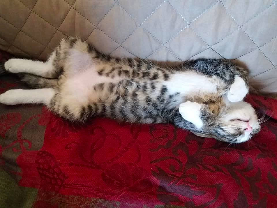 Corsu a rejoint le concours — aidez-le/la à gagner de superbes lots ! bengal, carnivore, cat, domestic_short_haired_cat, dragon_li, egyptian_mau, european_shorthair, felidae, kitten, mammal, nap, small_to_medium_sized_cats, tail, vertebrate, whiskers