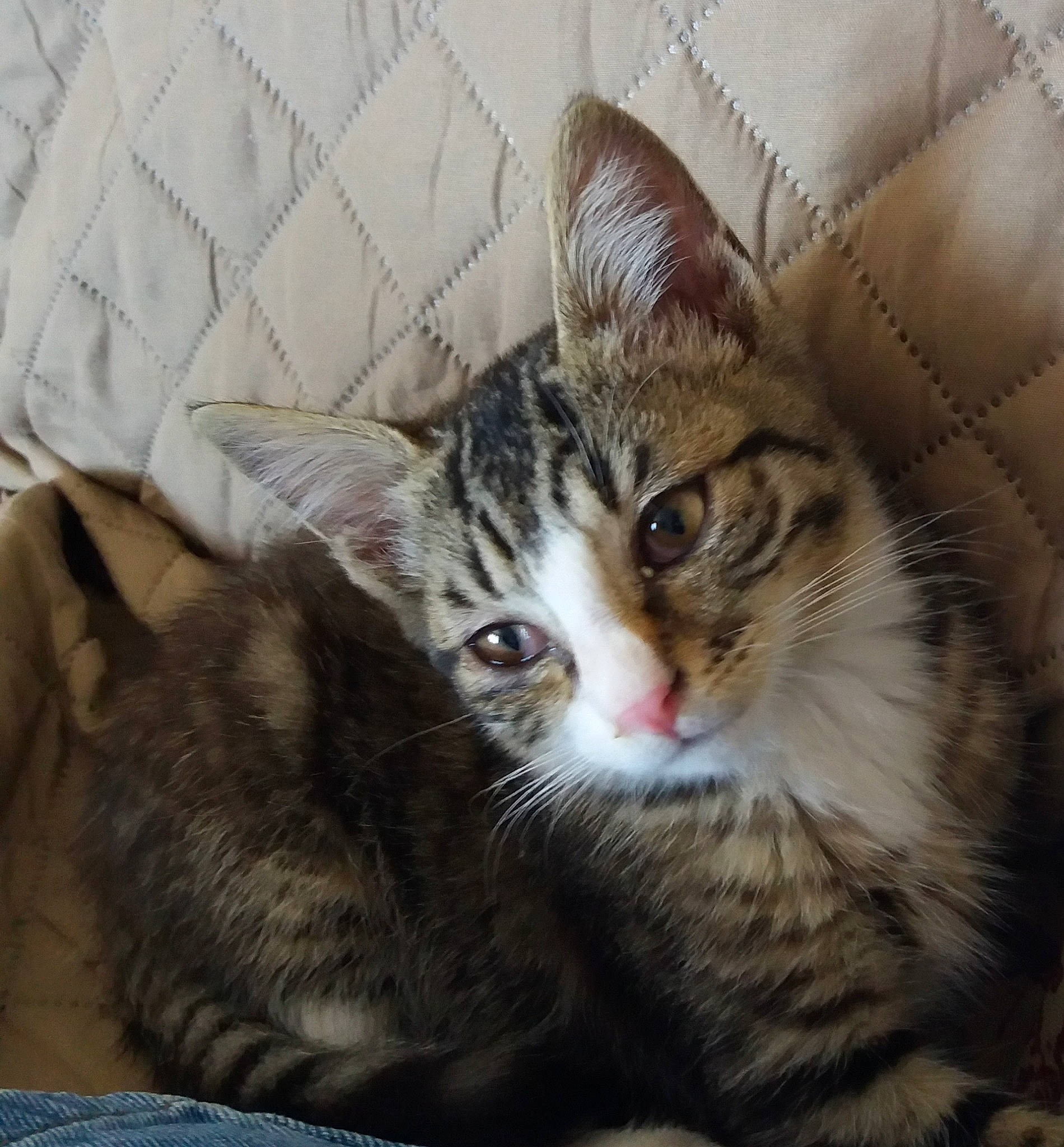 Corsu a rejoint le concours — aidez-le/la à gagner de superbes lots ! aegean_cat, american_shorthair, american_wirehair, asian, australian_mist, california_spangled, carnivore, cat, domestic_short_haired_cat, dragon_li, european_shorthair, felidae, fur, kitten, mammal, small_to_medium_sized_cats, snout, tabby_cat, vertebrate, whiskers