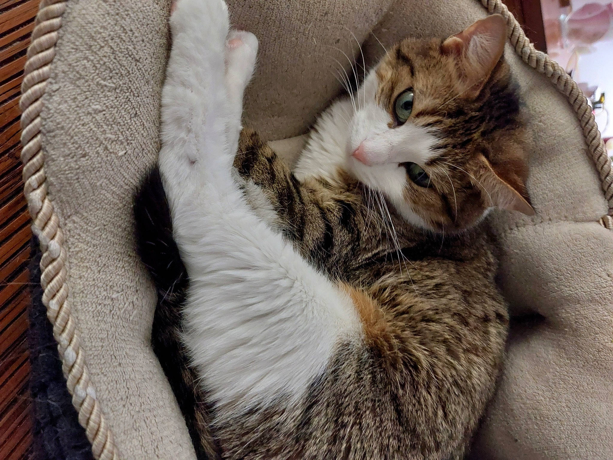 Shana a rejoint le concours — aidez-le/la à gagner de superbes lots ! basket, carnivore, cat, cat_bed, cat_supply, claw, comfort, domestic_short_haired_cat, felidae, fur, nap, paw, small_to_medium_sized_cats, tail, tree, whiskers