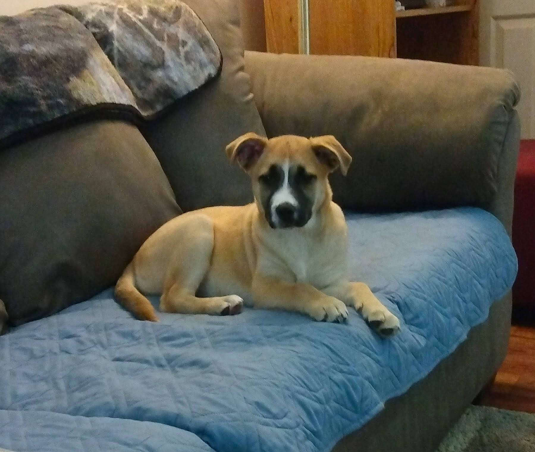 Samantha Jade joined the competition — help win amazing prizes! bored, canidae, carnivore, comfort, companion_dog, couch, dog, dog_breed, dog_supply, flooring, hardwood, linens, living_room, paw, snout, sporting_group, tail, whiskers, wood, working_animal