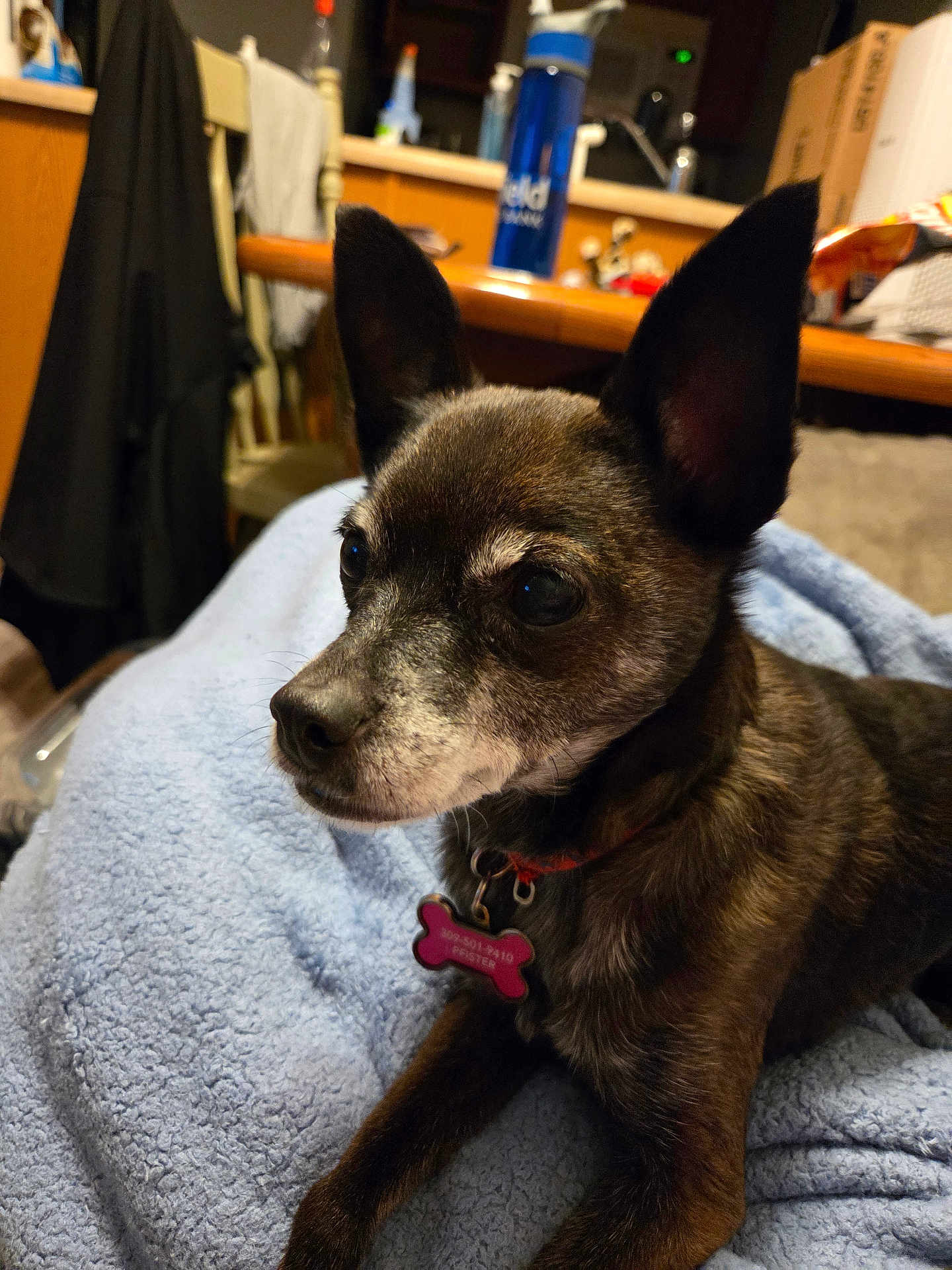 Farah is registered to the contest to win money with this photo: animal, blanket, blue_blanket, chair, close_up, collar, cozy, dog, dog_tag, domestic, ear, fur, home, indoor, pet, portrait, resting, small_dog, table, wooden_furniture