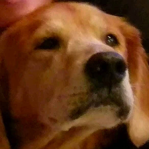 Puxi joined the competition — help win amazing prizes! canidae, carnivore, companion_dog, dog, dog_breed, ear, fawn, fur, golden_retriever, nose, photo_caption, retriever, selfie, snout, sporting_group, terrestrial_animal, whiskers, working_animal