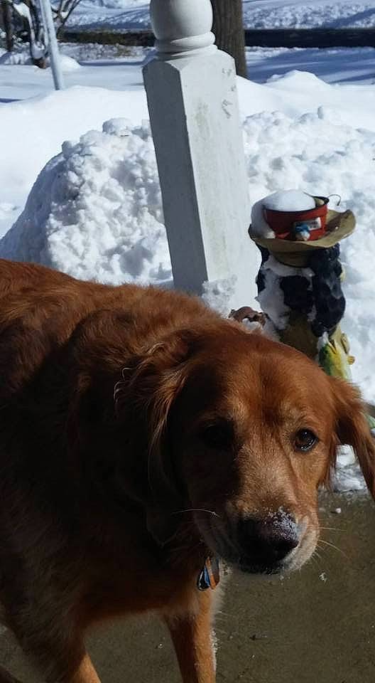 Puxi joined the competition — help win amazing prizes! canidae, carnivore, collar, companion_dog, dog, dog_breed, dog_collar, freezing, fur, gun_dog, hat, liver, retriever, snow, sporting_group, whiskers, winter, working_animal