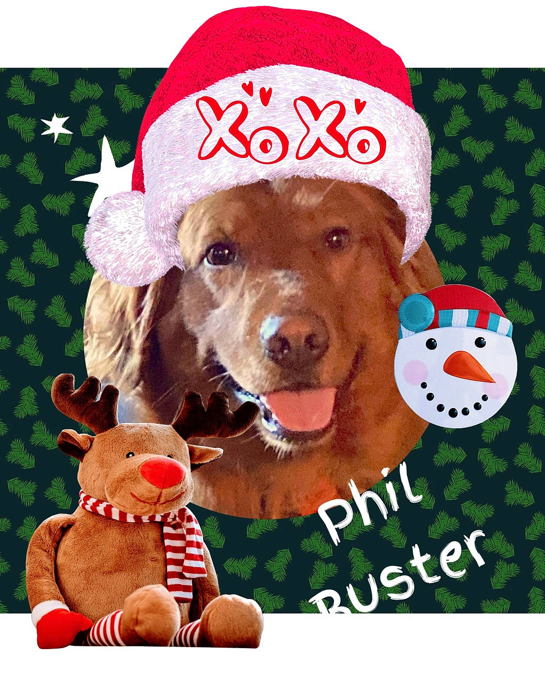 Phil joined the competition — help win amazing prizes! canidae, carnivore, collar, companion_dog, costume_hat, dog, dog_breed, dog_supply, fawn, font, gesture, happy, liver, mammal, pet_supply, photo_caption, pink, sporting_group, toy, working_animal