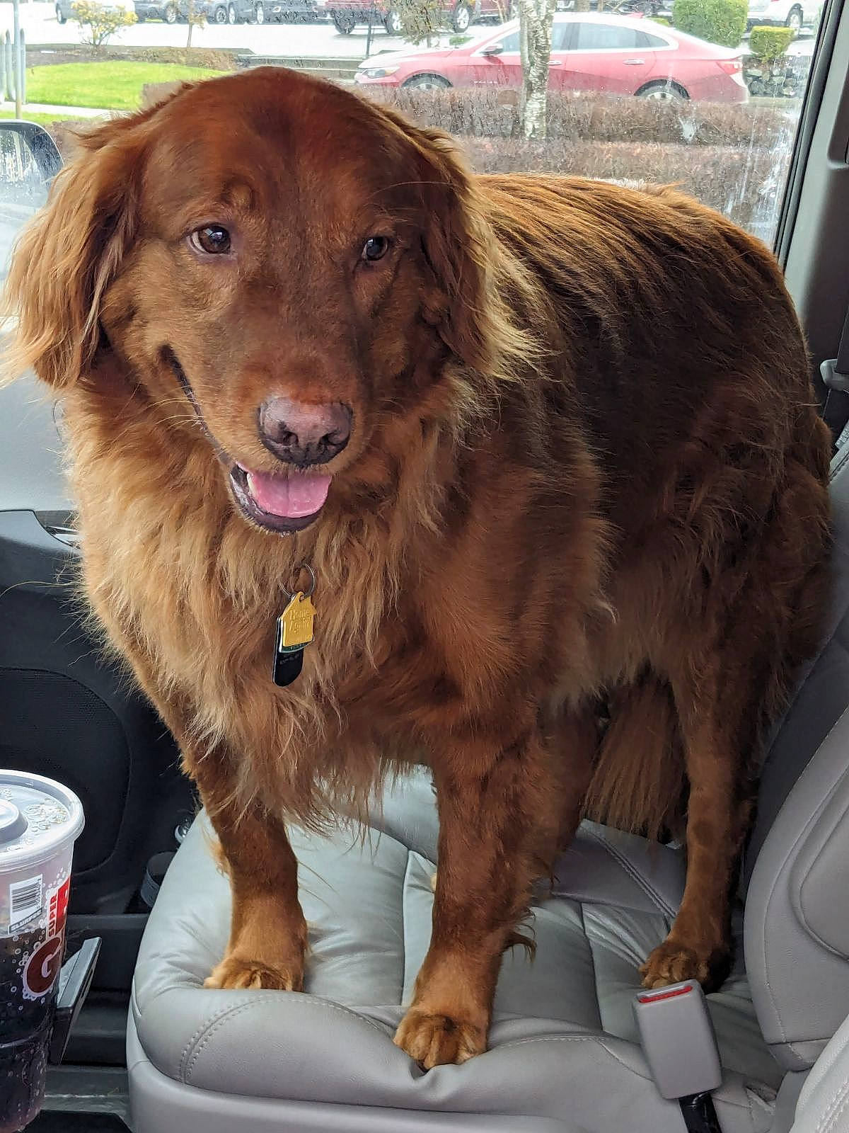 Phil joined the competition — help win amazing prizes! car, carnivore, companion_dog, dog, dog_breed, dog_collar, fur, gun_dog, hunting_dog, liver, retriever, spaniel, sporting_group, tin_can, vehicle, wheel, working_animal, working_dog