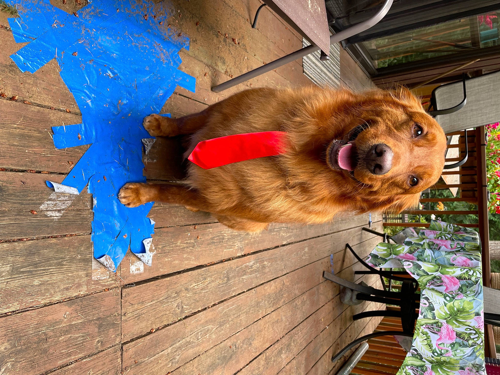 Phil Buster is registered to the contest to win money with this photo: canidae, carnivore, collar, companion_dog, dog, dog_breed, dog_supply, electric_blue, fawn, fur, hardwood, leash, liver, mammal, plant, snout, sporting_group, tail, wood, working_animal