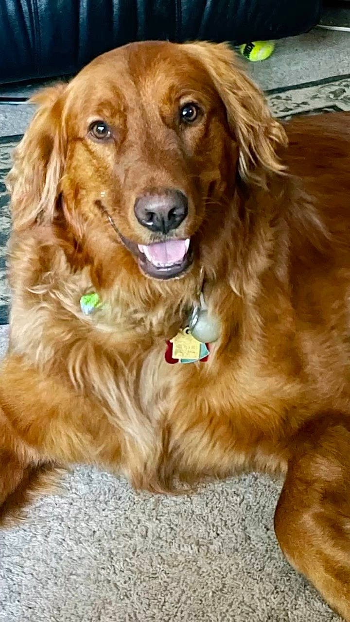 Phil Buster joined the competition — help win amazing prizes! canidae, carnivore, companion_dog, dog, dog_breed, fawn, fur, gun_dog, hunting_dog, liver, sporting_group, working_animal, working_dog