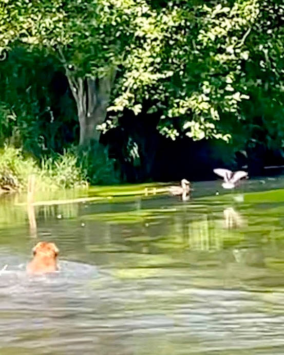 Phil Buster is registered to the contest to win money with this photo: _geese_and_swans, bank, beak, bird, ducks, fluvial_landforms_of_streams, grass, lacustrine_plain, lake, landscape, leisure, natural_landscape, plant, plant_community, riparian_zone, sunlight, tree, water, water_resources, watercourse