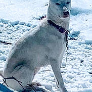 Opal Ann joined the competition — help win amazing prizes! alert, animal, background, canine, cold, collar, daylight, dog, ears, fence, fur, leash, nature, outdoor, pet, quiet, sitting, snow, white_dog, winter