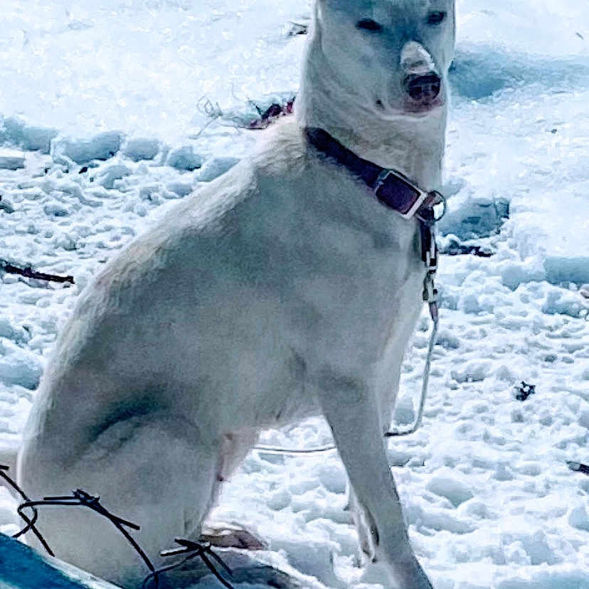 Opal Ann joined the competition — help win amazing prizes! alert, animal, background, canine, cold, collar, daylight, dog, ears, fence, fur, leash, nature, outdoor, pet, quiet, sitting, snow, white_dog, winter