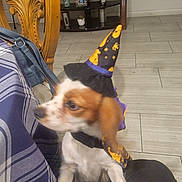 Elizabeth is registered to the contest to win money with this photo: dog, costume, witch_hat, cape, indoor, furniture, wooden_chair, tiled_floor, pet, brown_and_white, small_dog, blur, curious, table, bag, decor, photo, animal, cute, holiday