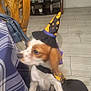 dog, costume, witch_hat, cape, indoor, furniture, wooden_chair, tiled_floor, pet, brown_and_white, small_dog, blur, curious, table, bag, decor, photo, animal, cute, holiday
