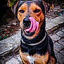 dog, tongue, licking, outdoor, pet, canine, collar, brown, black, sitting, nose, fur, animal, closeup, cute, happy, nature, path, stone, leaf