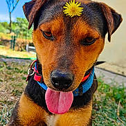 Paddy a rejoint le concours — aidez-le/la à gagner de superbes lots ! dog, tongue_out, flower, grass, outdoor, collar, pet, animal, brown_fur, black_fur, close_up, nature, sunlight, happy, playful, canine, ears, nose, paw, daytime