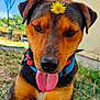 dog, tongue_out, flower, grass, outdoor, collar, pet, animal, brown_fur, black_fur, close_up, nature, sunlight, happy, playful, canine, ears, nose, paw, daytime