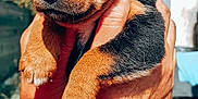 Paddy participe au concours pour gagner de l'argent avec cette photo : puppy, rottweiler, dog, hands, outdoor, sunlight, sky, animal, pet, cute, fur, young, portrait, mammal, brown, black, closeup, holding, nature, small