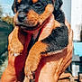 puppy, rottweiler, dog, hands, outdoor, sunlight, sky, animal, pet, cute, fur, young, portrait, mammal, brown, black, closeup, holding, nature, small