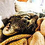 Rocket a rejoint le concours — aidez-le/la à gagner de superbes lots ! cat, tabby, close_up, cozy, blanket, knit, indoor, pet, sleepy, feline, whiskers, ear, fur, resting, soft_lighting, home, couch, relaxed, warm, domestic