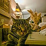 Rocket participe au concours pour gagner de l'argent avec cette photo : cat, tabby, animal, pet, indoor, tissue_box, furniture, lamp, warm_lighting, decor, cozy, relaxed, blurred_background, plant, woven_lamp, wood, brown, feline, resting, closeup