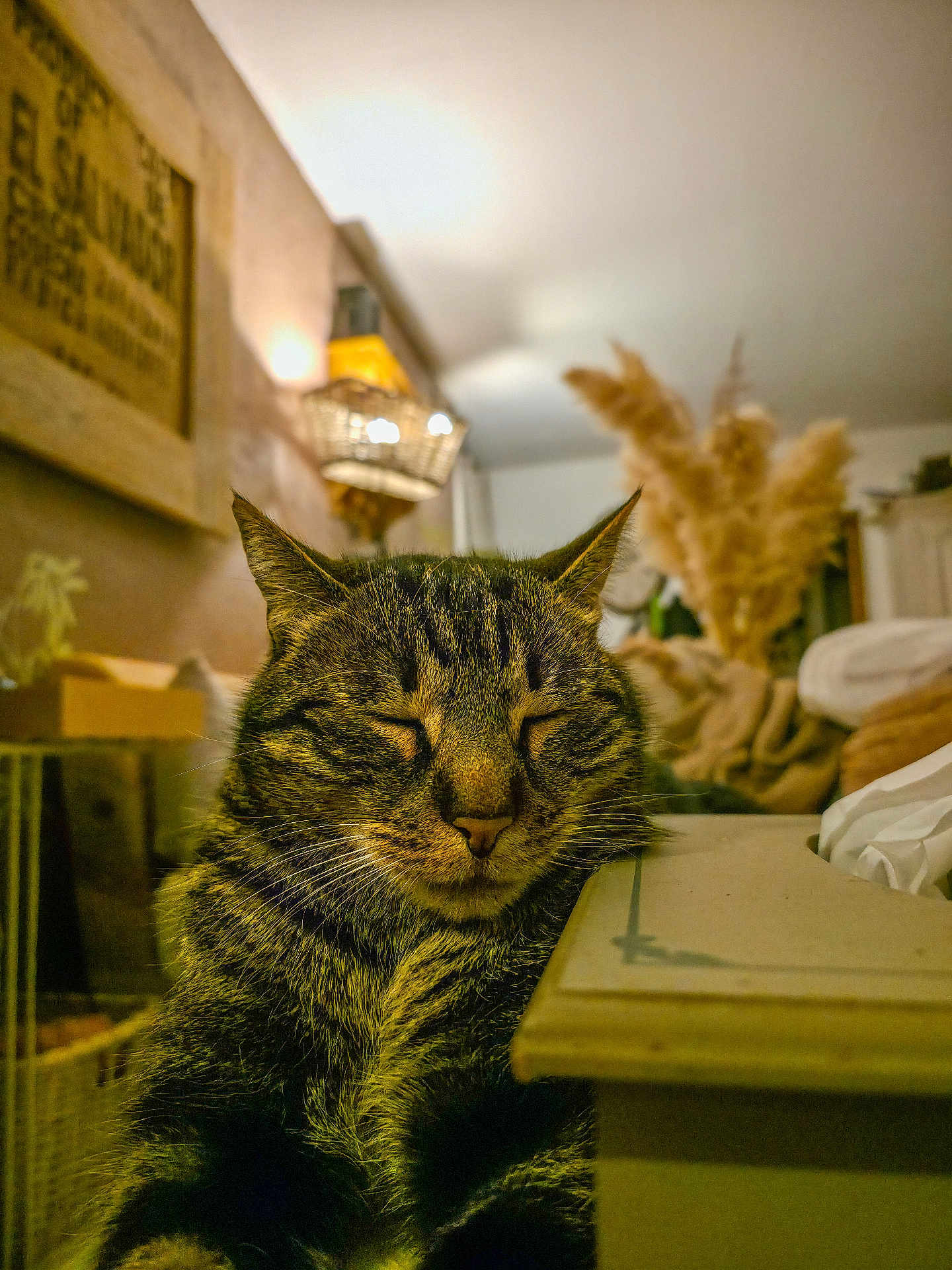 Rocket participe au concours pour gagner de l'argent avec cette photo : cat, tabby, animal, pet, indoor, tissue_box, furniture, lamp, warm_lighting, decor, cozy, relaxed, blurred_background, plant, woven_lamp, wood, brown, feline, resting, closeup