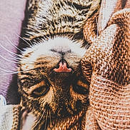 Rocket participe au concours pour gagner de l'argent avec cette photo : cat, tabby, close_up, face, nose, whiskers, blanket, knit, cozy, relaxed, fur, sleepy, indoor, pet, animal, cute, comfort, soft, resting, warm