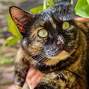 Tyga participe au concours pour gagner de l'argent avec cette photo : cat, tortoiseshell, close_up, animal, pet, green_eyes, fur, whiskers, paw, hand, outdoor, nature, leaf, blurred_background, curious, domestic_cat, mammal, cute, portrait, feline
