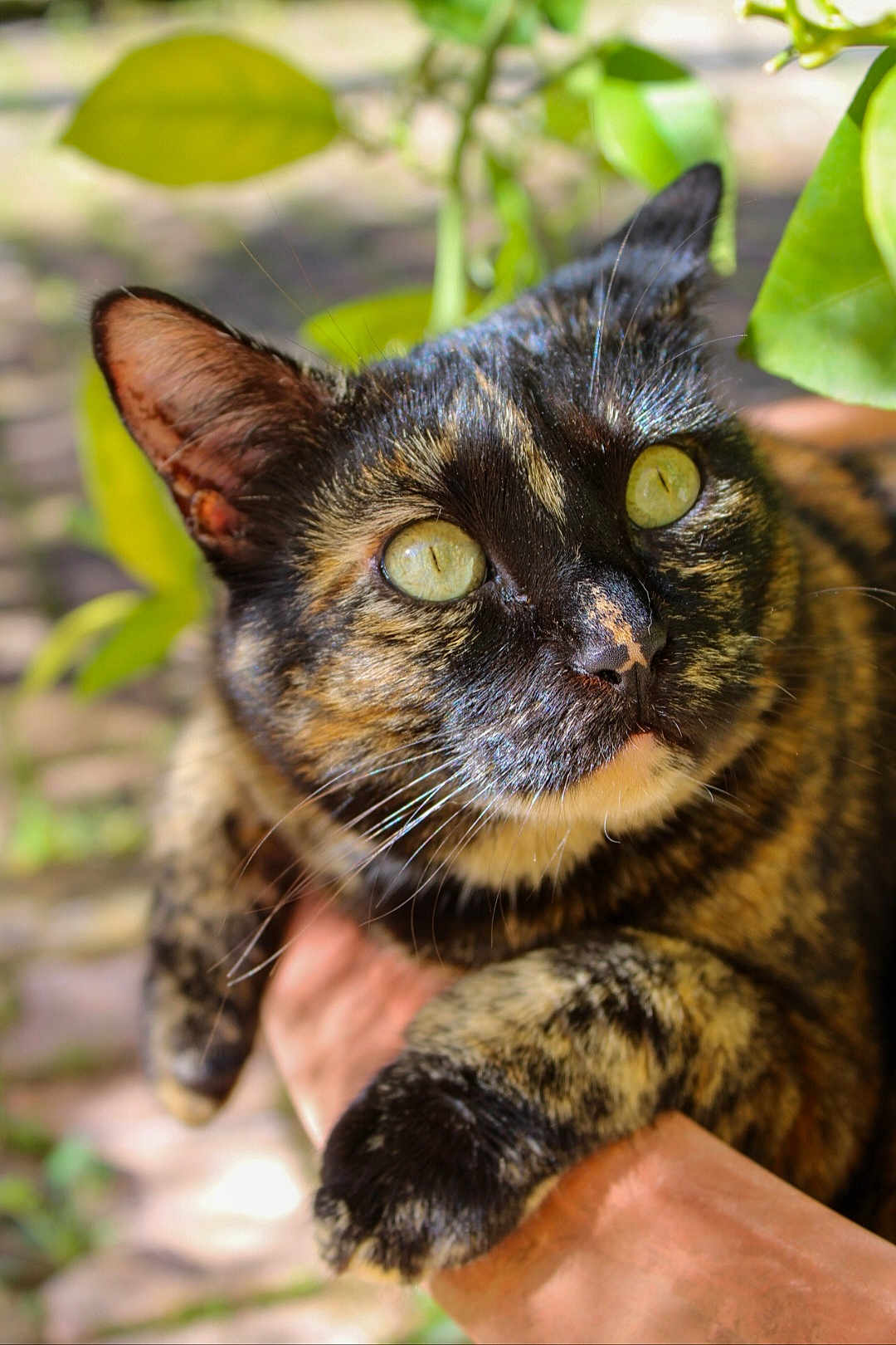 Tyga participe au concours pour gagner de l'argent avec cette photo : cat, tortoiseshell, close_up, animal, pet, green_eyes, fur, whiskers, paw, hand, outdoor, nature, leaf, blurred_background, curious, domestic_cat, mammal, cute, portrait, feline