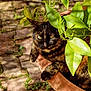 Tyga a rejoint le concours — aidez-le/la à gagner de superbes lots ! cat, tortoiseshell, plant, pot, green_leaves, outdoor, stone_pavement, sunlight, nature, pet, animal, fur, eyes, curious, resting, closeup, leafy, garden, daylight, mammal